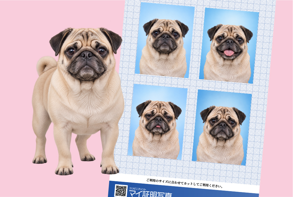 ペット証明写真
