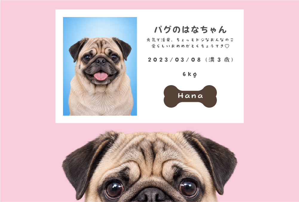 ペット証明写真で作るプロフィールカード